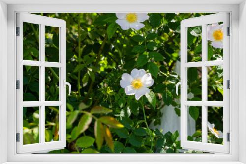 Fototapeta Naklejka Na Ścianę Okno 3D - Rosa pouzinii