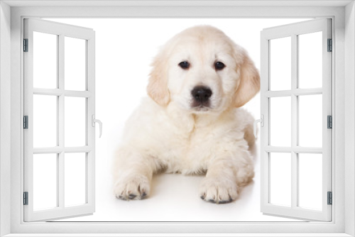 Fototapeta Naklejka Na Ścianę Okno 3D - Golden retriever puppy on white background