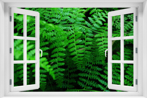 Fototapeta Naklejka Na Ścianę Okno 3D - Abstract green fern leaf texture, nature background, tropical leaf
