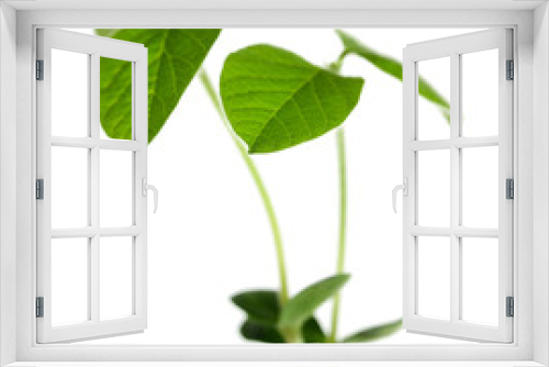 Fototapeta Naklejka Na Ścianę Okno 3D - Fresh green sprout isolated on white
