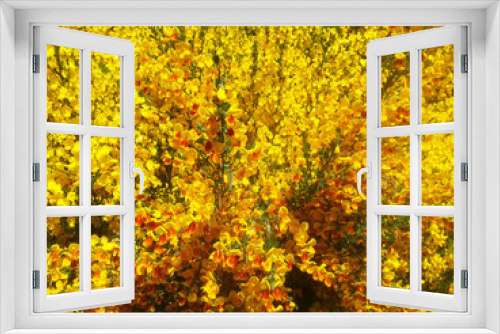 Fototapeta Naklejka Na Ścianę Okno 3D - Retamas de Bariloche