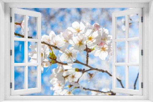 Fototapeta Naklejka Na Ścianę Okno 3D - Sakura cherry Blossoms