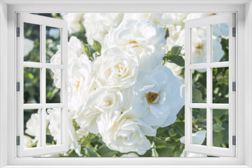 Fototapeta Naklejka Na Ścianę Okno 3D - Flor de rosa blanca
