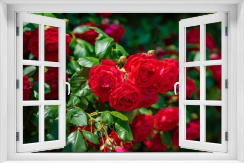 Fototapeta Naklejka Na Ścianę Okno 3D - Bright red roses close-up in garden