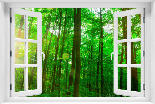 Fototapeta Naklejka Na Ścianę Okno 3D - forest trees.