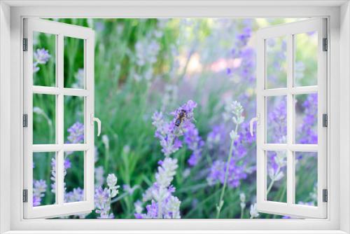 Fototapeta Naklejka Na Ścianę Okno 3D - A bee collects pollen on lavender flowers. Concept of summer flowers. Lavender is blooming. Horizontal orientation. Selective focus. Copy space