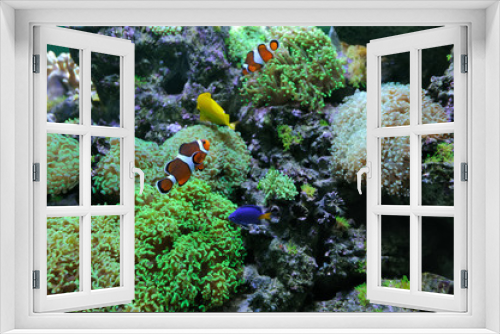 Fototapeta Naklejka Na Ścianę Okno 3D - Underwater scene
