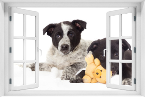 Fototapeta Naklejka Na Ścianę Okno 3D - puppy looking
