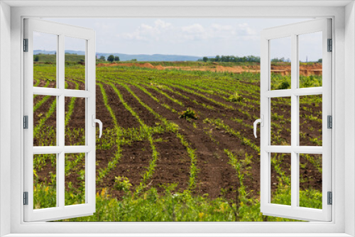 Fototapeta Naklejka Na Ścianę Okno 3D - A field with arable land in which there are green seedlings of corn