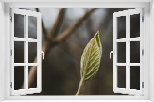 Fototapeta Naklejka Na Ścianę Okno 3D - green spring leaf in sunshine