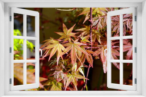 Fototapeta Naklejka Na Ścianę Okno 3D - Japanese maple tree, beautiful leaves