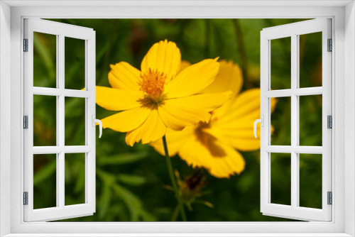 Fototapeta Naklejka Na Ścianę Okno 3D - Beautiful yellow flower in a tropical garden