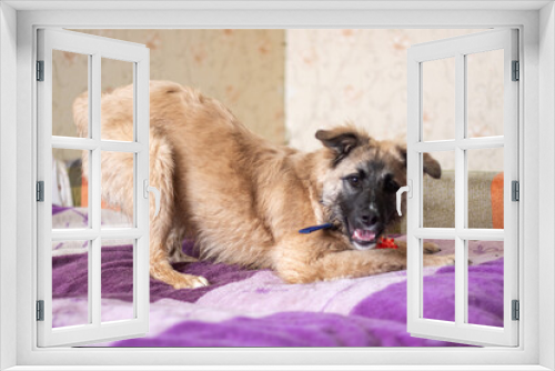 Fototapeta Naklejka Na Ścianę Okno 3D - A dog is lounging on a purple blanket situated on a bed