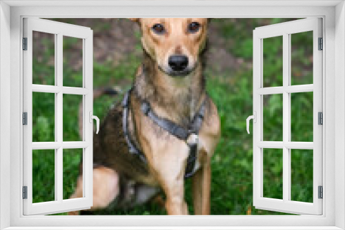 Fototapeta Naklejka Na Ścianę Okno 3D - Mixed breed cute and funny dog sitting on the green grass looking at the camera. Dog for adoption, lovely and kawai light color fur dog High quality photo