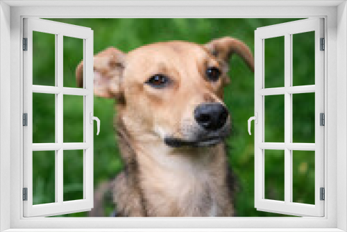 Fototapeta Naklejka Na Ścianę Okno 3D - Close up portrait of cute and funny mixed breed dog sitting on the green grass. Dog, looking at the camera, waiting for adoption by pet parent High quality photo