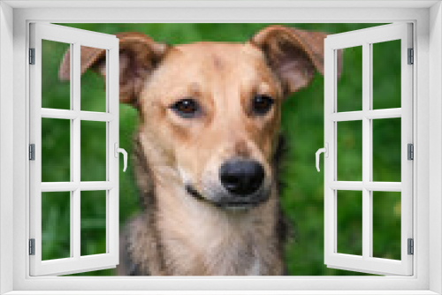 Fototapeta Naklejka Na Ścianę Okno 3D - Close up portrait of cute and funny mixed breed dog sitting on the green grass. Dog, looking at the camera, waiting for adoption by pet parent High quality photo