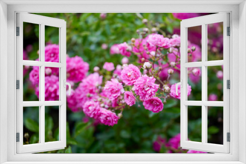 Fototapeta Naklejka Na Ścianę Okno 3D - close up with a beautiful rose bouquet in a garden