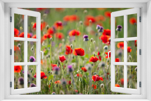 Fototapeta Naklejka Na Ścianę Okno 3D - Red poppies