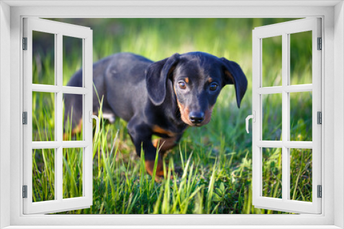 Fototapeta Naklejka Na Ścianę Okno 3D - dachshund puppy