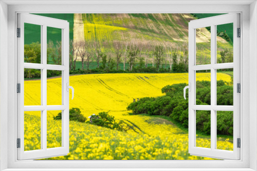 Fototapeta Naklejka Na Ścianę Okno 3D - Rolling hills draped in the vibrant yellow of blooming rapeseed under a bright sky in the Moravian Tuscany region.