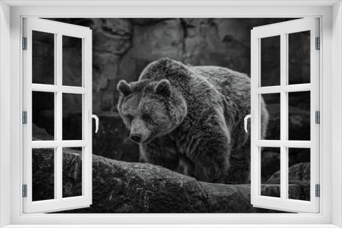 Fototapeta Naklejka Na Ścianę Okno 3D - black and white photographs of a brown bear in the wild