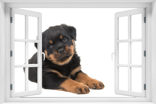 Fototapeta Naklejka Na Ścianę Okno 3D - Cute rottweiler puppy lying down and looking in the camera isolated on a white background