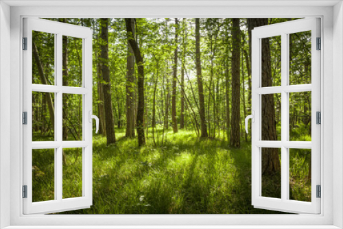 Fototapeta Naklejka Na Ścianę Okno 3D - beautiful green forest in summer