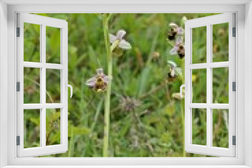 Fototapeta Naklejka Na Ścianę Okno 3D - Hummel-Ragwurz (Ophrys holoserica)
