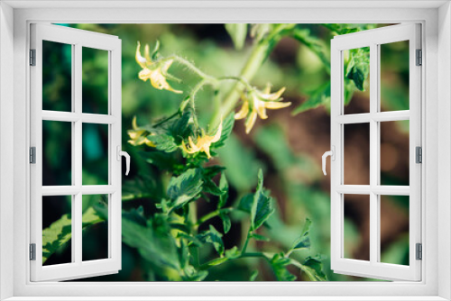 Fototapeta Naklejka Na Ścianę Okno 3D - Young tomatoes in the garden. Tomato bushes are blooming. Growing vegetables in rural areas. Care and treatment of plants. Future harvest.