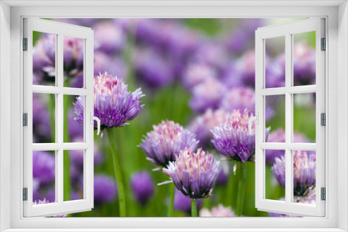 Fototapeta Naklejka Na Ścianę Okno 3D - garlic flower  