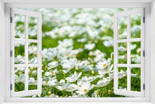 Fototapeta Naklejka Na Ścianę Okno 3D - Closeup of white Cosmos flower and green leaf under sunlight with copy space  background natural green plants landscape, ecology wallpaper cover page concept.