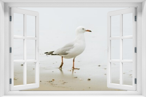 Fototapeta Naklejka Na Ścianę Okno 3D - Seagull stand on the beach.