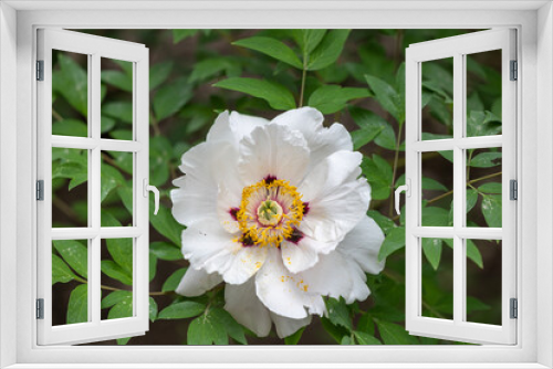 Fototapeta Naklejka Na Ścianę Okno 3D - Close-up of a white tree peony flower with yellow stamens and a purple core