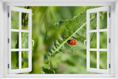 Fototapeta Naklejka Na Ścianę Okno 3D - ladybug perching on the plant leaf close-up