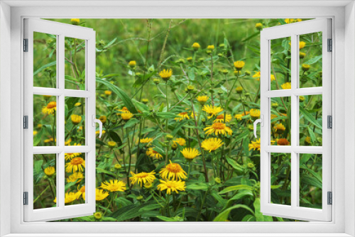 Fototapeta Naklejka Na Ścianę Okno 3D - 夏の草むらで目立つ黄色いカセンソウ（Inula salicina）のグループ／キク科