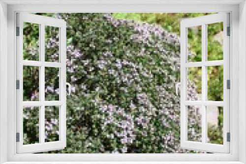 Fototapeta Naklejka Na Ścianę Okno 3D - Lemon thyme, Thymus x Citriodorus, Silver Queen in the garden