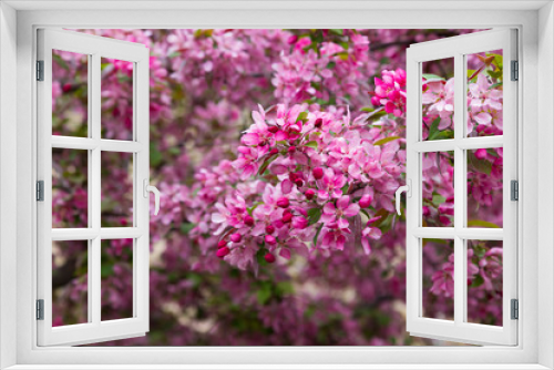 Fototapeta Naklejka Na Ścianę Okno 3D - Crabapple Blossoms in the Spring