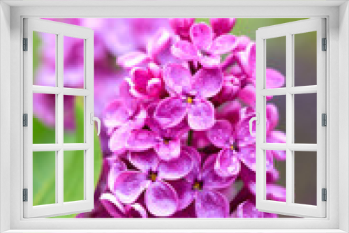 Fototapeta Naklejka Na Ścianę Okno 3D - Violet lilac flower
