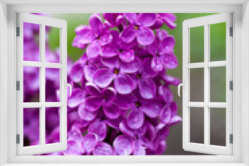 Fototapeta Naklejka Na Ścianę Okno 3D - Branch of lilac flowers after rain