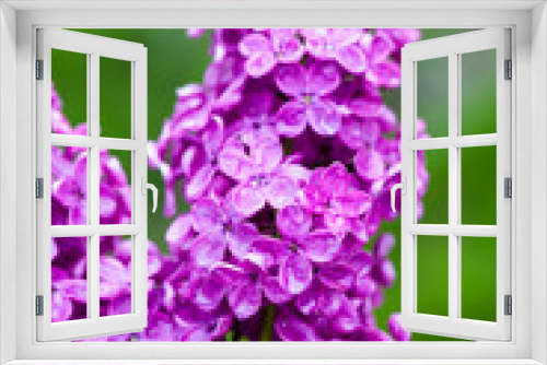Fototapeta Naklejka Na Ścianę Okno 3D - Branch of lilac flowers after rain