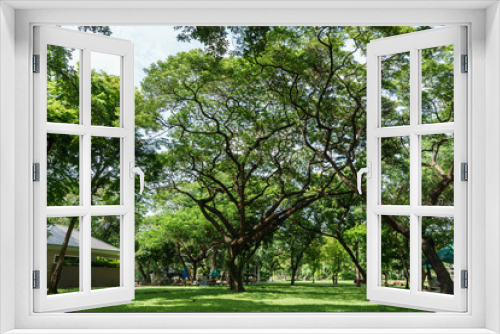 Fototapeta Naklejka Na Ścianę Okno 3D - Lush greenery tree in public park, Bangkok Thailand