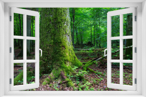 Fototapeta Naklejka Na Ścianę Okno 3D - Huge old oak tree moss wrapped