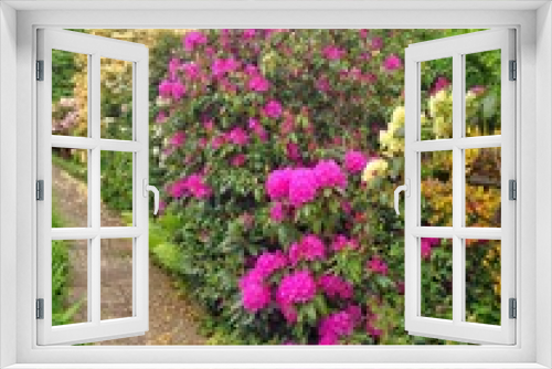 Fototapeta Naklejka Na Ścianę Okno 3D - Rhododendron im Garten