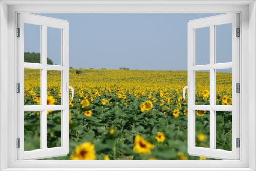 Fototapeta Naklejka Na Ścianę Okno 3D - A field of sunflowers. A summer day in the countryside. Under a clear, bright sky, there is a wide field of tall sunflowers. The flowers have a thick stem and a wide flower with yellow petals.
