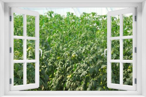 Fototapeta Naklejka Na Ścianę Okno 3D - A shot of tomato plants growing inside a greenhouse