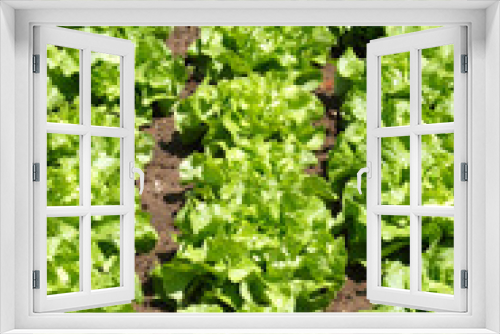 Fototapeta Naklejka Na Ścianę Okno 3D - Salat