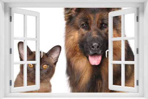 Fototapeta Naklejka Na Ścianę Okno 3D - Cat and Dog close-up isolated