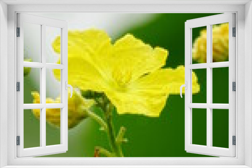 Fototapeta Naklejka Na Ścianę Okno 3D - Close-up of yellow Luffa cylindrica flowers blooming