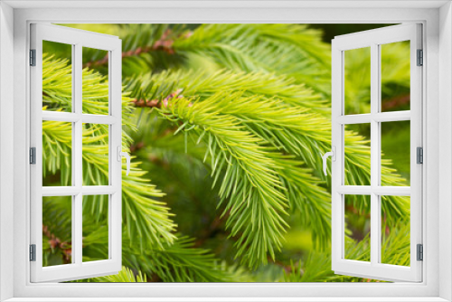 Fototapeta Naklejka Na Ścianę Okno 3D - Fresh twigs of the pine tree.