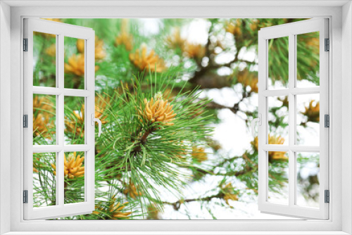 Fototapeta Naklejka Na Ścianę Okno 3D - Closeup branches of fir tree in park